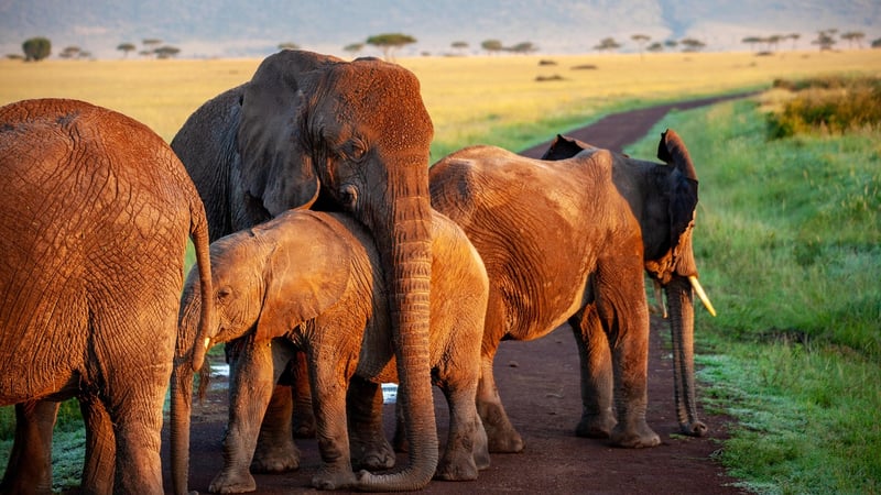 Wildlife Specialist